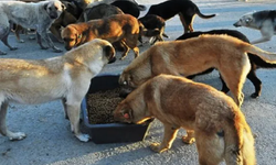 Şanlıurfa'da tüm sokak köpekleri bakımevlerine götürüldü