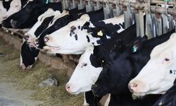 Şapla mücadelede kritik dönem: Hayvanların aşılanması artık zorunlu!