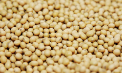 Soya fasulyesi fiyatı üç ayın zirvesine tırmandı