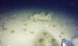 42 kişiye mezar olmuştu: THY’nin 51 yıl önce düşen uçağından yeni izler!