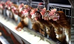 Tavuk eti ve yumurta üretimi Aralık’ta arttı