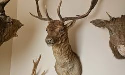 Tekirdağ'da ev değil müze: 40 parçaya el kondu