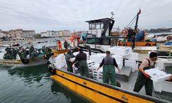 Tekirdağ'da torik bereketi: Tek seferde 500 kasa