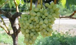 Tekirdağ'da yeni üzüm çeşidi "Günışığı" tescillendi