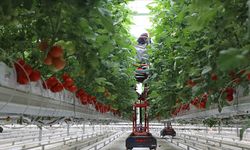 IPARD III kapsamında 214 projeye 1,7 milyar liralık hibe desteği