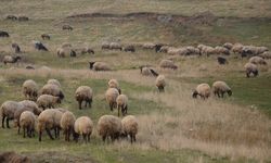 Kırsalda Bereket Projesi başlıyor: 150 bin küçükbaş dağıtılacak