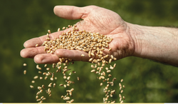 Türkiye tohumda dünya sahnesinde: 368 milyon dolarlık rekor