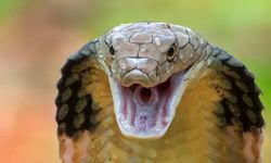 Tren hattıyla tüm şehri esir aldılar. O ülkede kral kobra istilası