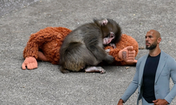 Annesi reddetti, dünya sahiplendi: IKEA peluşu 350 dolara fırladı