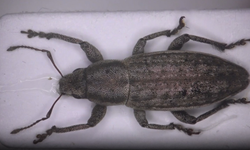 Türk bilim insanları yeni bir böcek türü keşfetti!