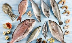 Amerikalılar Türk levreğine bayıldı