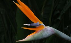 Uzun ömürlü "Starliçe", Sevgililer Günü’nde öne çıkıyor