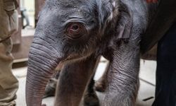 Washington’da 25 yıl aradan sonra ilk Asya Fili dünyaya geldi