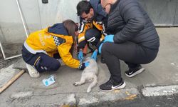 Beyoğlu'nda yürek yakan veda! Kedisini kaybeden kadının feryadı sokağı inletti