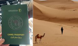 Şaka değil gerçek: Suudi Arabistan'da develere pasaport dönemi başlıyor!