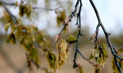 Tarımsal destekte dev bütçe: 147 milyar lira üreticiye ödendi