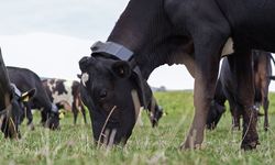 Yapay zeka çobanın yerini aldı: Yeni Zelenda'da devrim