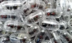 Kenya'da 2 bin kraliçe karınca kaçıran bir Çin vatandaşı tutuklandı