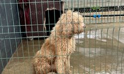 Edirne'de vahşet çiftliğine ağır darbe: Yasa dışı köpek üreticisine 2 milyon liralık rekor ceza!