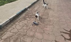 Kediler dronu fare sandı, ortaya renkli görüntüler çıktı