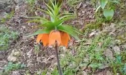 Bu çiçeği koparmanın cezası ikinci el araba fiyatını geçiyor