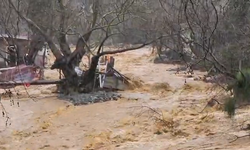 Yalova'da sağanak hayatı felç etti: Dereler taştı, 5 büyükbaş telef oldu