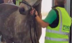 Savaş atları da vurdu: Milyon dolarlık safkan atlar Belçika'ya kaçırıldı