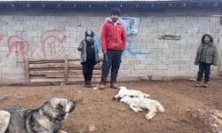 Erzincan’da kuzu telefleriyle ilgili numuneler laboratuvara gönderildi