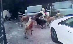 Adana'da başıboş köpek dehşeti: Hamile kediyi parçaladılar