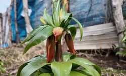 Bu çiçeği koparan yandı! Cezası 700 bin TL!