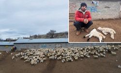 Erzincan Kemah'ta gizemli hastalık: 50'den fazla yeni doğan kuzu telef oldu