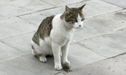 Fareden Oscarlık performans! Ölü taklidi yaptı, hayatta kaldı