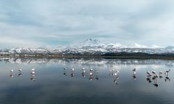 Kayseri'nin ilk flamingo kafilesi görüntülendi
