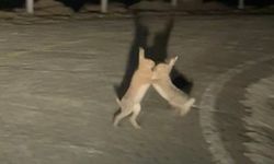 Gökçeada'da tavşanların sevimli kavgası kamerada