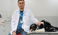 Görenler şok oldu! Köpeğin içinde 140 tane çıktı!