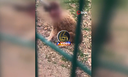 Hayvan barınağında kan donduran görüntüler! Yavru köpek ölüleri... I VİDEO