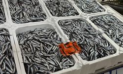 Tezgahlara veda ediyor: Hamsinin kilosu 150 liradan satılıyor