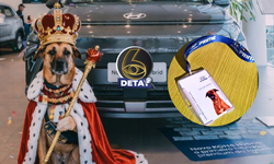 Araba bayisinde köpek satış danışmanı!