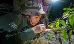 Kamboçya mağaralarında 7 yeni hayan türü keşfedildi!