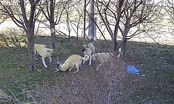Karaman’da başıboş köpeklerin kediyi öldürdüğü anlar kamerada