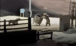 Kars'ta uykudan uyanan ayı ailesi yiyecek için şehre indi
