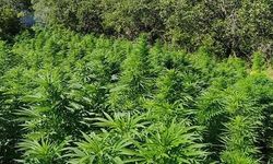 Türkiye'nin kenevir stratejisinde yeni dönem: Tıbbi üretime sıkı denetimle vize çıktı