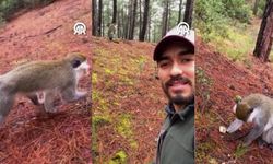 Mantar toplamaya gitti, maymun buldu! O anlar kamerada