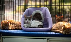 TBMM sahipsiz kediler için yaşam alanı kurdu