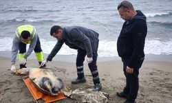 Tekirdağ'da üzücü manzara: Sahile ölü caretta caretta vurdu