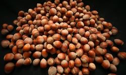 Fındıktan 2 ayda 388 milyon dolarlık gelir