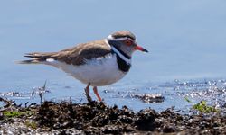 Türkiye'de ilk kez "takkeli cılıbıt" kuşu görüldü