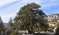 Türkiye'nin ilk 10'unda! 1931 yıllık anıt ağaç Karaman'da!