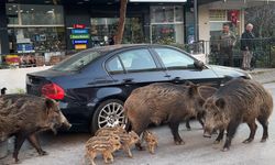 Yaban domuzları İzmir sokaklarında yiyecek aradı