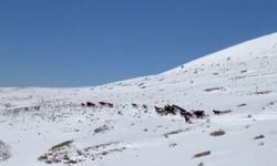 Sivas'ın dağlarında yılkı atlarından karlar içinde dans